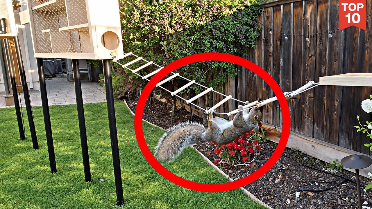 Backyard Squirrel Maze 1.0- Ninja Warrior Course