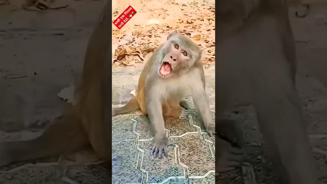Funny Monkey viral video..🤣🤣🤣  #funny #comedy #trending #viral #shorts